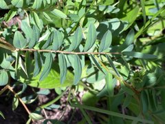 Hedysarum hedysaroides