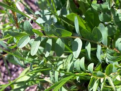 Hedysarum hedysaroides