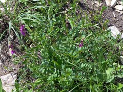 Hedysarum hedysaroides