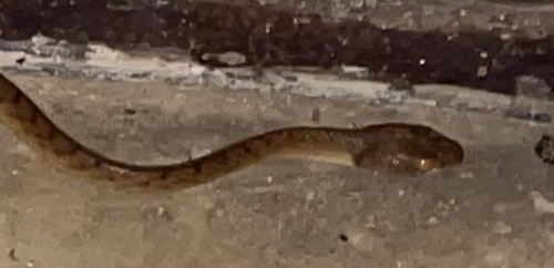 Brown Tree Snake sighting