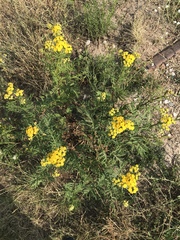 Tanacetum vulgare