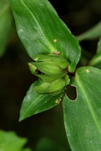 Commelina paludosa, photograph 6