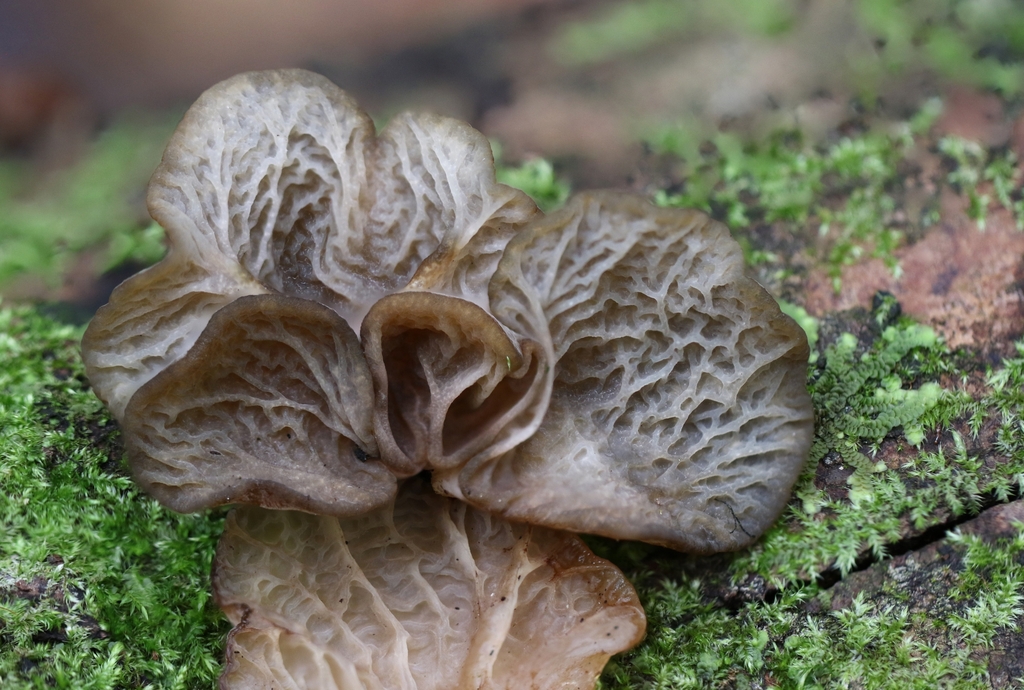 Auricularia australiana
