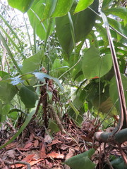 Anthurium faustomirandae