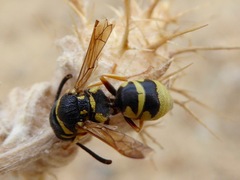 Euodynerus annulatus