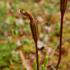 Calypso bulbosa