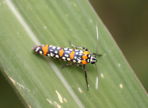Little Cigarette Harlequin Moth photo 3