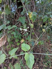 Commicarpus