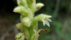 Discyphus scopulariae