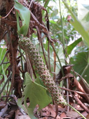 Anthurium faustomirandae