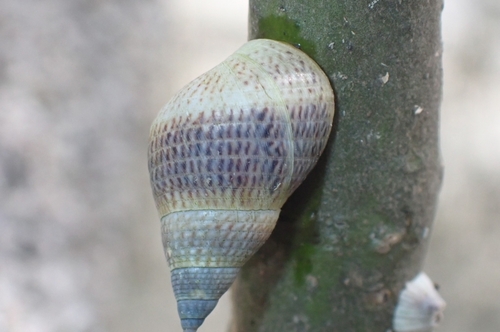 Littoraria melanostoma observed 2024-11-23