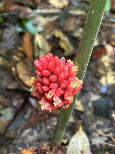 Plagiostachys observed 2024-11-23