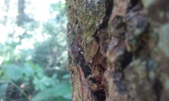Chaenotheca chrysocephala