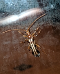 Ortholeptura valida
