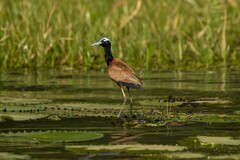Madagascar Jacana photo 3