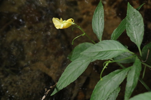 Image of Impatiens hongkongensis by no rights reserved