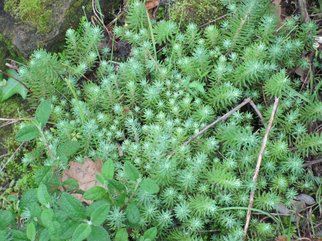 Sedum forsterianum Sm. 3