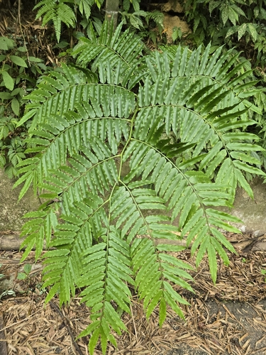 Image of Angiopteris lygodiifolia by (c) 槲蕨Miu, some rights reserved (CC BY)