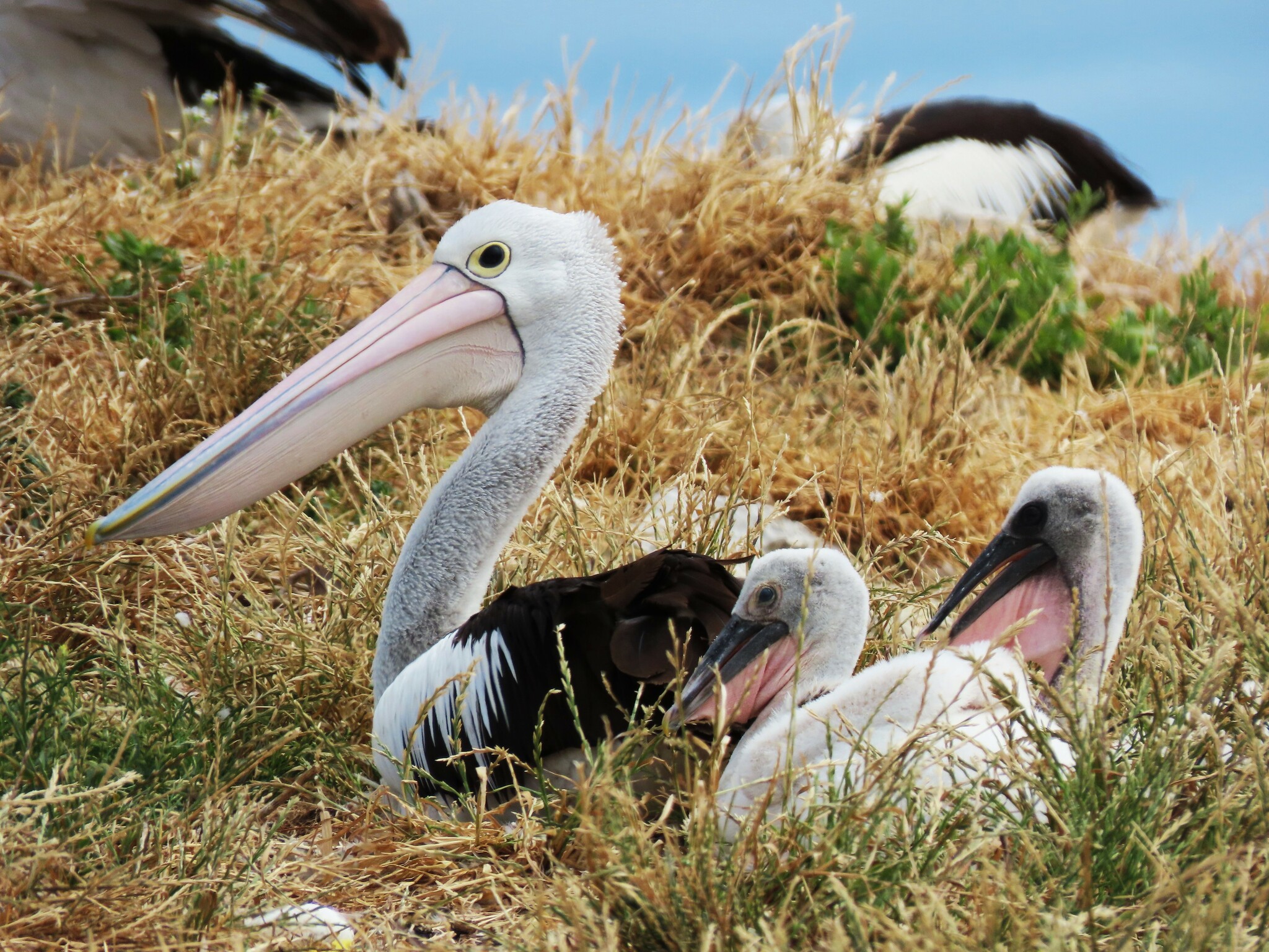Australian Pelican illustration