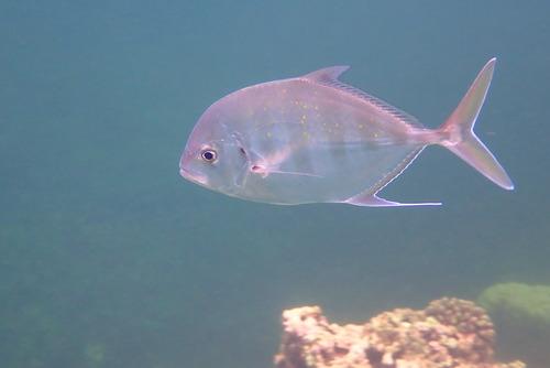 Coastal trevally (Carangoides coeruleopinnatus) — Carangidae