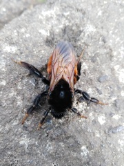 Bombus bicoloratus