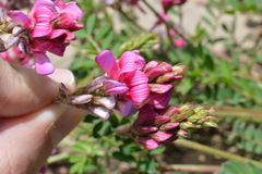 Onobrychis viciifolia