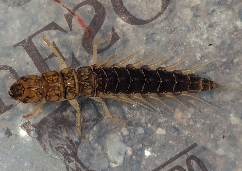 Common Alderfly