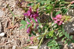 Onobrychis viciifolia
