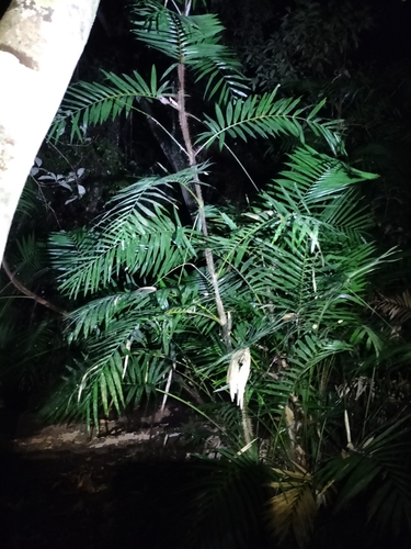 Image of Calamus australis by (c) Matthew Borella, some rights reserved (CC BY)