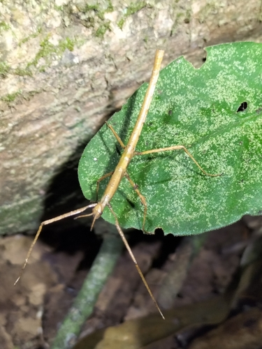Crowned Stick Insect photo 5