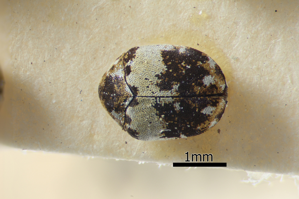 Skin beetle
