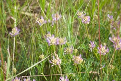 Astragalus laxmannii robustior
