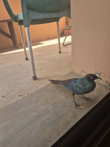 Long-tailed Glossy Starling