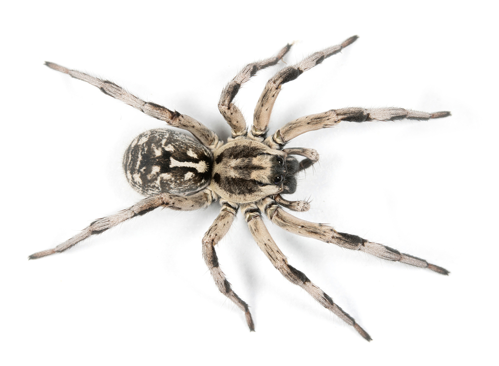 Lycosa soboutii