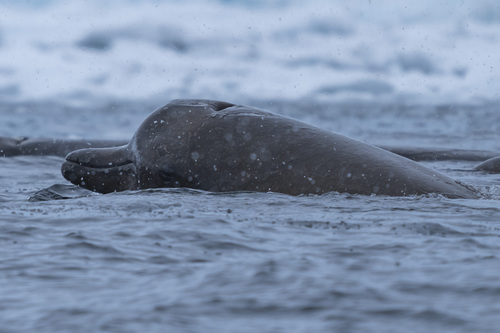 Arnoux's Beaked Whale (Berardius arnuxii) — Least Concern Mammalia
