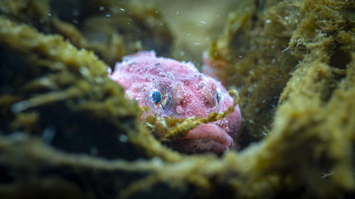 Antarctic spiny plunderfish (Harpagifer antarcticus) — Harpagiferidae