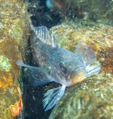 Dusky Rockcod photo 1