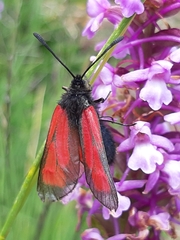 Zygaena purpuralis