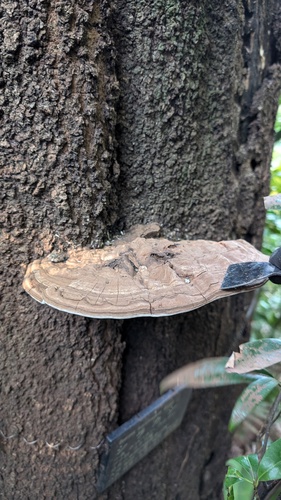 Ganoderma applanatum