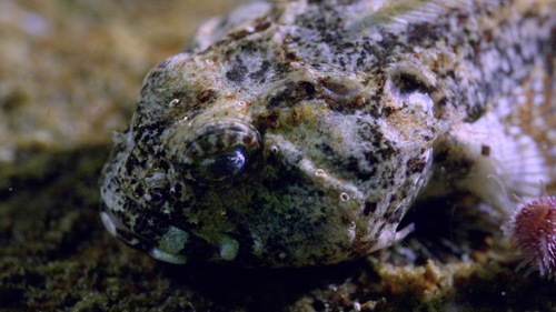 Antarctic spiny plunderfish (Harpagifer antarcticus) — Harpagiferidae — 5