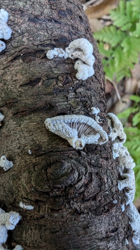 Schizophyllum commune