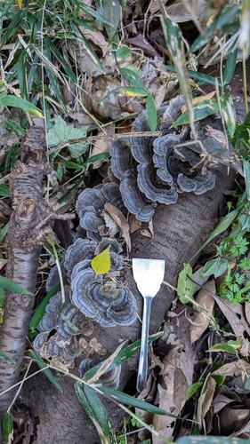 Trametes versicolor