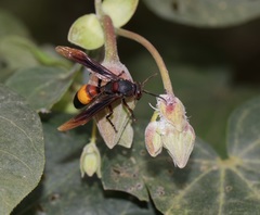 Polistes sagittarius