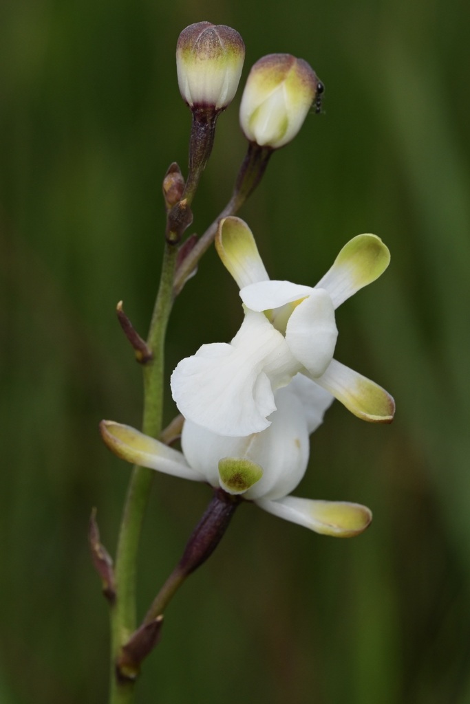 Eulophia malangana