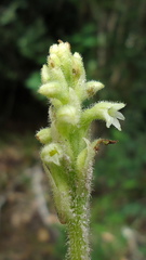 Discyphus scopulariae