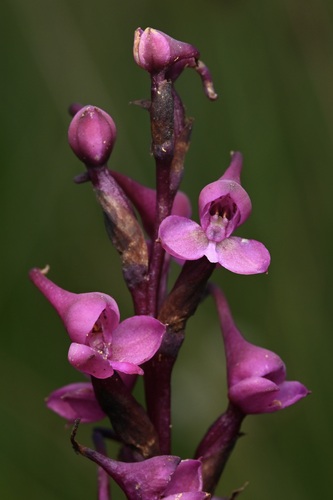 Image of Disa Afra (Disa afra) by (c) Robert Taylor, some rights reserved (CC BY)