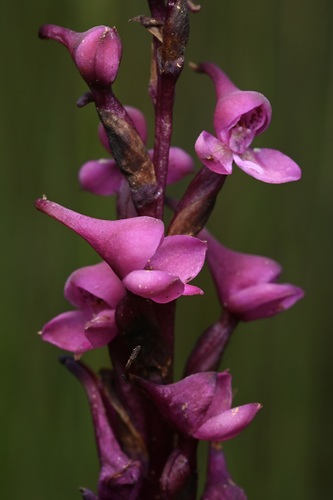 Image of Disa Afra (Disa afra) by (c) Robert Taylor, some rights reserved (CC BY)