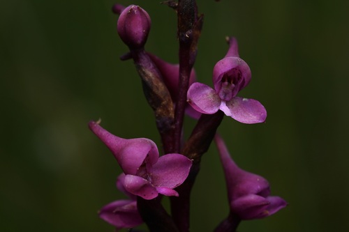 Image of Disa Afra (Disa afra) by (c) Robert Taylor, some rights reserved (CC BY)