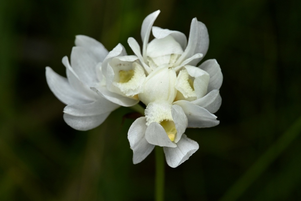 Eulophia corymbifera