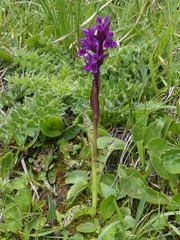 Dactylorhiza lapponica